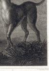 British
Line and Stipple Engraving 
41.8 x 47.3 cm (image); 43.1 x 58.1 cm (sheet)
Achenbach Foundation for Graphic Arts
1963.30.20035
Engraver, John Chapman