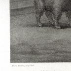 British
Line and Stipple Engraving 
41.2 x 48.1 cm (image); 42.6 x 58.3 cm (sheet)
Achenbach Foundation for Graphic Arts
1963.30.20033
Engraver, Anonymous