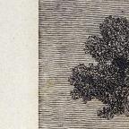American
Wood Engraving
8.8 x 6.7 cm (image) 
Achenbach Foundation for Graphic Arts