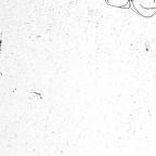 Unbound Book with a Suite of Twelve Etchings
33 x 19.5 cm (image) 
Gift of Louis H. Leiter
1996.94.2.3
Author, William Shakespeare
Copyright retained by the artist.